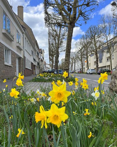 Jonquilles à Procé, Nantes